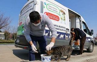 Kartal Belediyesi kısıtlama günlerinde sokak canlarının...