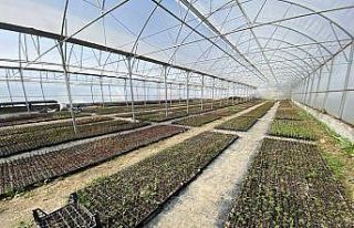 Kaş’a 100 bin adet çiçek dikilecek