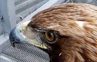 Kaya Kartalı tedavi altına alındı