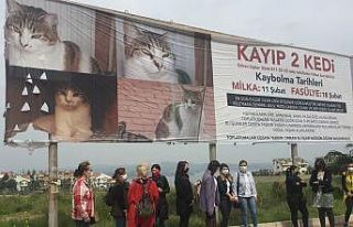 Kaybolan iki kedi için kadınlar seferber oldu