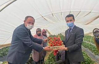 Kaymakam Alpay çilek üreticilerine bereketli sezon...