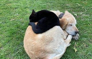 Kedi ile köpeğin samimi dostluğu