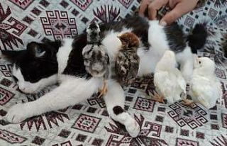 Kedi Mercan hem köpek yavrularına hem de civcivlere...