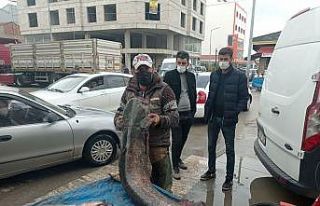 Kendi boyundan uzun balık yakaladı