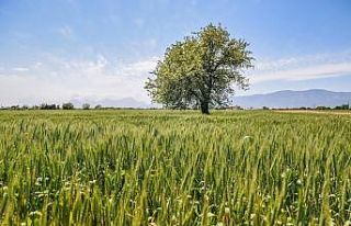 Kepez’de 540 dönüm araziye ekilen 11 ton buğday...