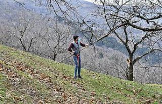 Kestane ağaçları iyileşiyor