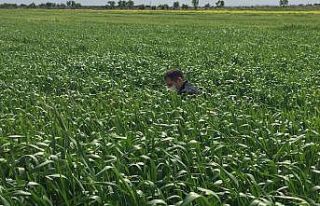 Kilis’te süneyle mücadele başladı