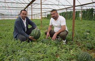 Kilogramı 6 TL olan ilk hasat karpuz, üreticinin...
