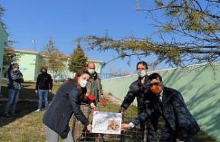 Kırklareli’nde “Kırmızı orman karıncaları”...