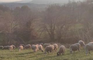 Kırsalda kurt korkusu