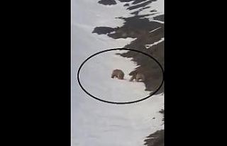 Kış uykusundan uyanarak doğaya çıkan ayılar...