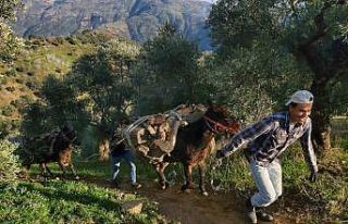 Kış yeniden geri gelince, vatandaşa yakacak telaşı...