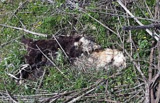 Kokuya giden çoban, vahşeti ortaya çıkardı