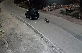 Köpeğe çarparak ölümüne neden olan sürücü...
