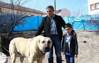 Köpek dile geldi; “Benim adım Ejder”