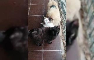 Köpek, kedileri yalamaya doyamadı