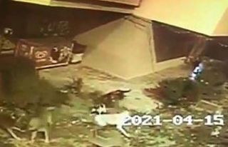 Köpekler anne kediye saldırıp telef etti, yavruları...