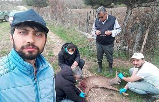 Köpeklerin saldırdığı karacayı mahalle sakinleri...