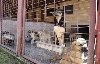 Kötü şartlar altında bakılan 97 köpek, tedavi...