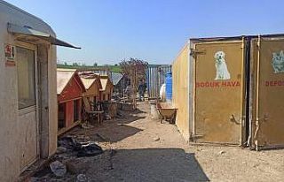 Kötü şartlarda bakılan sokak hayvanları operasyonla...
