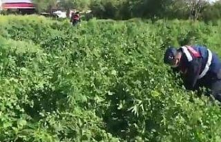 Köy evinin bahçesini esrar tarlası yapmış
