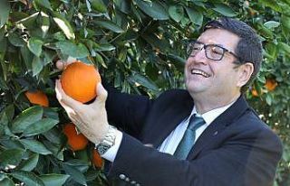 Köyceğiz portakalının farklılıkları raporlandı