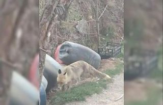 Köylülerin tilkilerle başı dertte