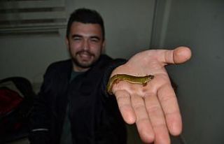 Köylünün ilk önce balık sandığı canlı bakın...