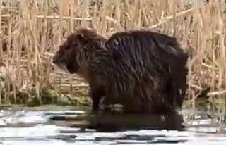 Koypu’nun kendini temizlediği anlar kamerada