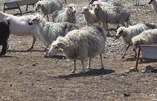 Koyun Keçi Dünyası, Gökçeada ile sahaya iniyor