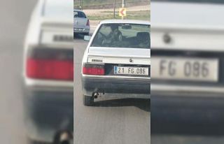 Koyun koyuna yolculuk