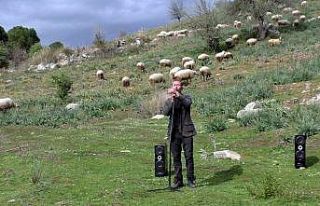 Koyunlarını konser vererek otlatıyor