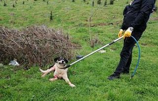 Koyunlarını korumak isterken sokak köpeğini tüfekle...
