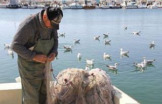 Küçük balıkçıların başı yunuslarla dertte