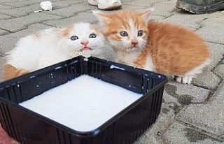 Küçük İsmet kedi yavrularını annelerine kavuşturdu