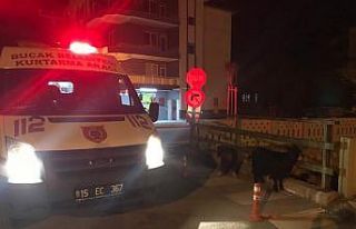 Küçükbaş hayvanlar 4 metrelik dereden kurtarıldılar