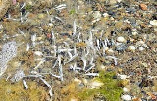 Kum Adası’nda tedirgin eden balık ölümleri