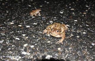 Kurbağaların ormandan gölete 5 bin yıllık üreme...