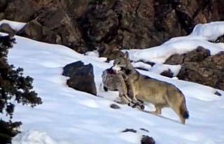 Kurdun dağ keçisi avı kameraya yansıdı