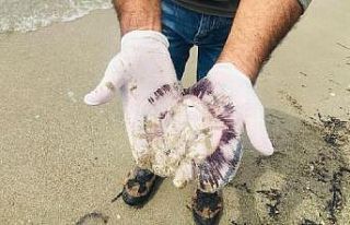 Kuşadası’nda ölü denizanaları sahile vurdu