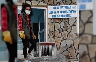 Kuyuya düşen tilki tedavi altına alındı