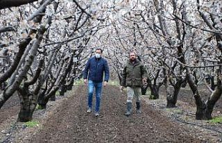 Kuzey yarımkürenin ilk kirazı gecikti