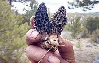 Kuzugöbeğini kuraklık vurdu