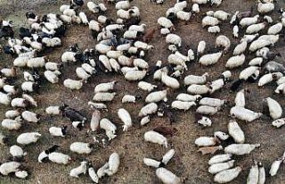 Kuzuların anneleriyle buluşması renkli görüntüler...