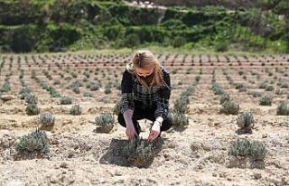 Lavanta bahçesi yaza hazırlanıyor