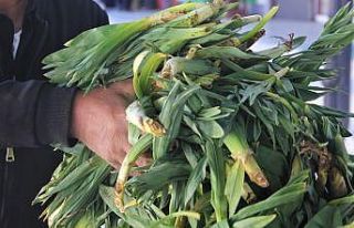 Lezzet ve şifa deposu çiriş otu tezgahlarda yerini...