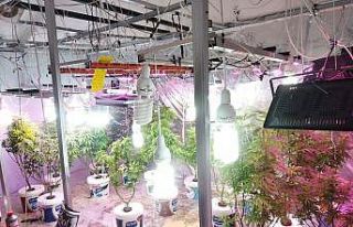 Lüks villada düzenek kurup Hint keneviri yetiştirdiler