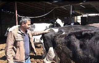 Mağdur besiciye 3 gebe inek verildi