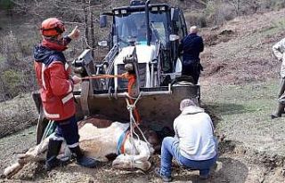 Mahsur kalan ineği itfaiye ekipleri kurtardı