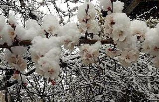 Malatya’da zirai don nedeniyle oluşan hasar tespit...